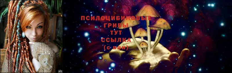 купить   Ишимбай  Псилоцибиновые грибы Psilocybine cubensis 